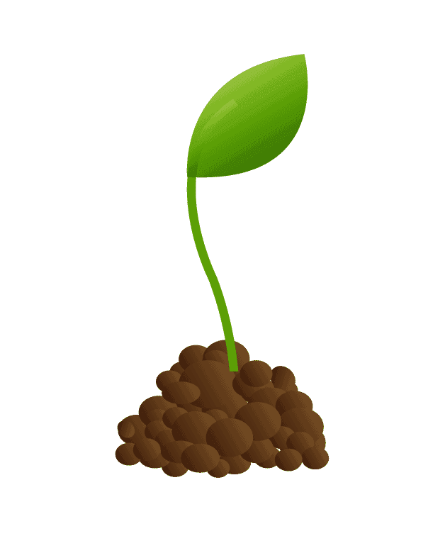 a seedling that just sprouted