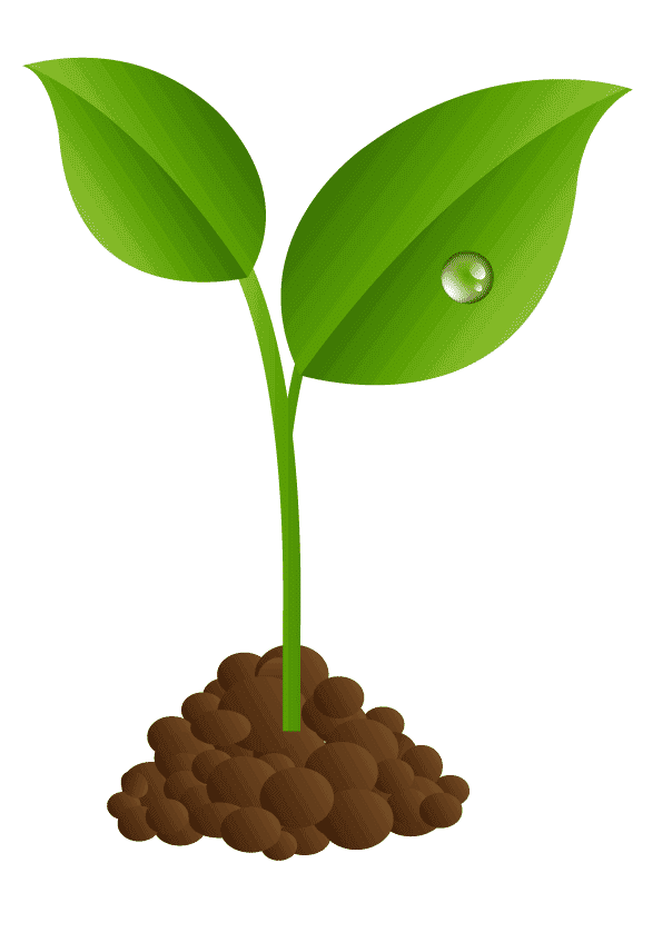 a seedling with 2 leaves