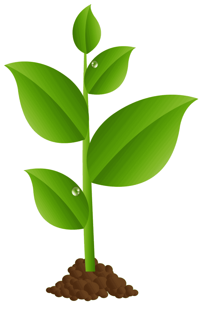 a seedling with 5 leaves