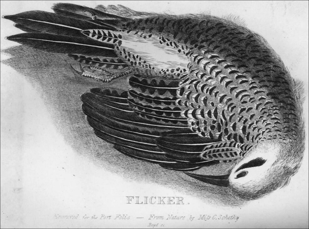 black and white illustrations